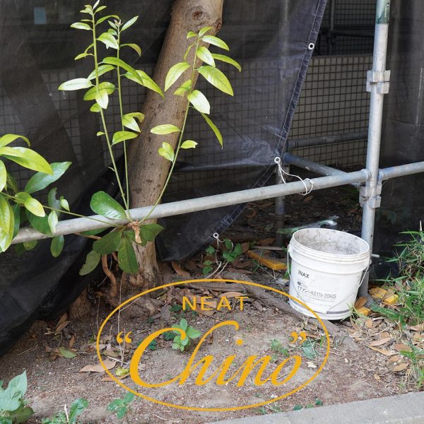 NEAT / 新作アイテム入荷 “NEAT Chino”