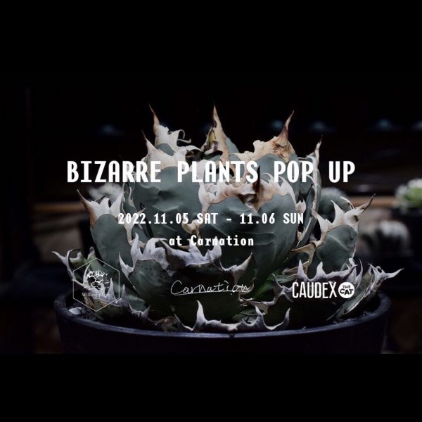 BIZARRE PLANTS POP UP – 11/5(土),6(日) 開催