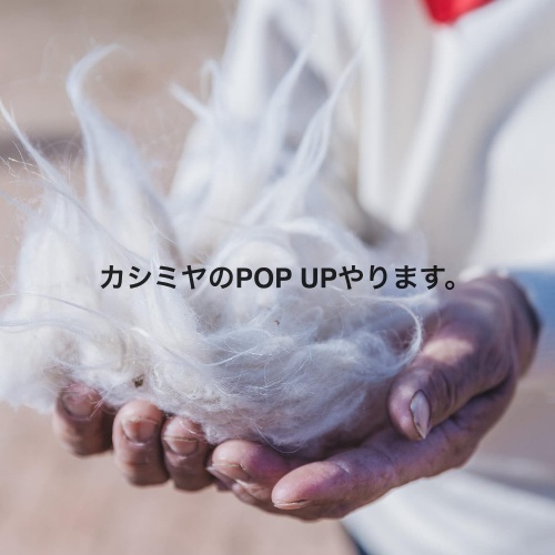 カシミヤのPOP UPをやります。